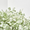 DICHONDRA T22 COLGADOR