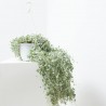 DICHONDRA T22 COLGADOR