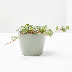 PILEA GLAUCOPHYLLA GREYZY MACETA 6CM