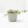 PILEA GLAUCOPHYLLA GREYZY MACETA 6CM