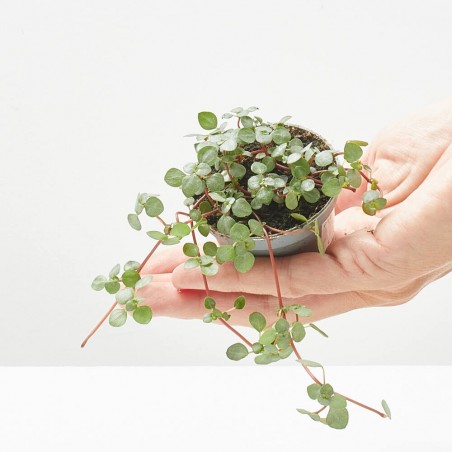 PILEA GLAUCOPHYLLA GREYZY MACETA 6CM