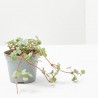 PILEA GLAUCOPHYLLA GREYZY MACETA 6CM