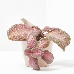EPISCIA MALAYAN GEM MACETA 6CM