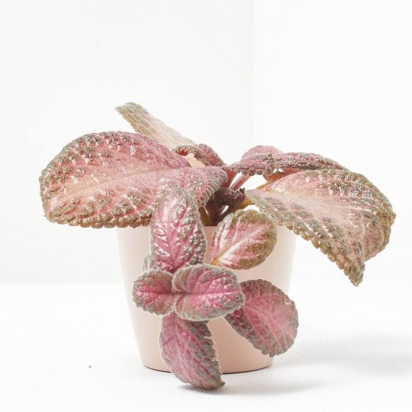EPISCIA MALAYAN GEM MACETA 6CM