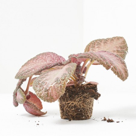 EPISCIA MALAYAN GEM MACETA 6CM