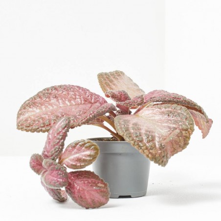 EPISCIA MALAYAN GEM MACETA 6CM