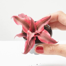 CRYPTANTHUS SUPER PINK MACETA 6CM