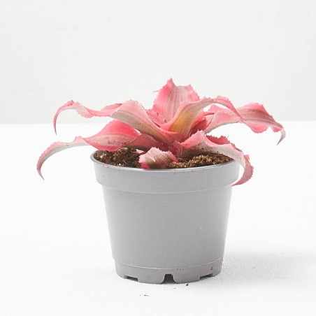 CRYPTANTHUS SUPER PINK MACETA 6CM