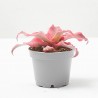 CRYPTANTHUS SUPER PINK MACETA 6CM