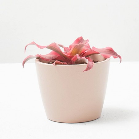 CRYPTANTHUS SUPER PINK MACETA 6CM