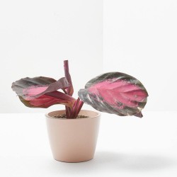 CALATHEA CRIMSON MACETA 6CM