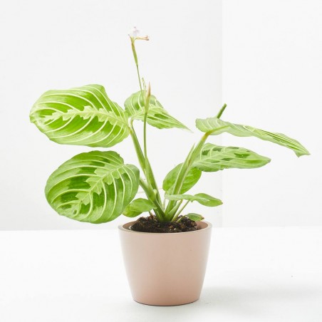 CALATHEA LEMON LIME MACETA 6CM