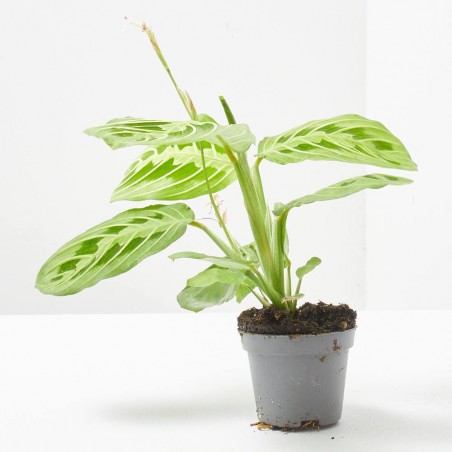 CALATHEA LEMON LIME MACETA 6CM