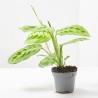 CALATHEA LEMON LIME MACETA 6CM