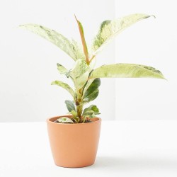 FICUS ELASTICA SCHRIJVERIANA MACETA 6CM