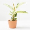 FICUS ELASTICA SCHRIJVERIANA MACETA 6CM