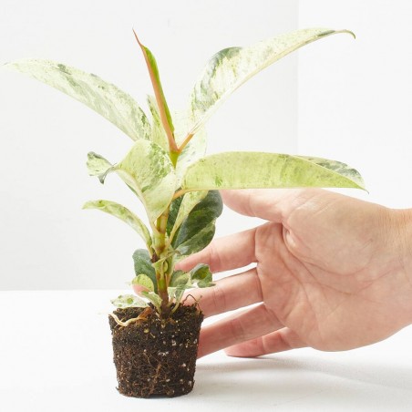 FICUS ELASTICA SCHRIJVERIANA MACETA 6CM