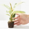 FICUS ELASTICA SCHRIJVERIANA MACETA 6CM