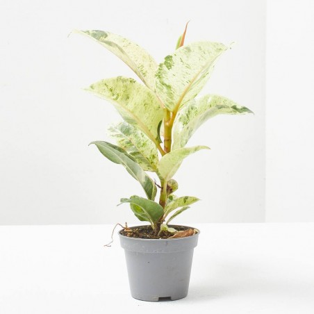 FICUS ELASTICA SCHRIJVERIANA MACETA 6CM