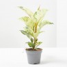 FICUS ELASTICA SCHRIJVERIANA MACETA 6CM