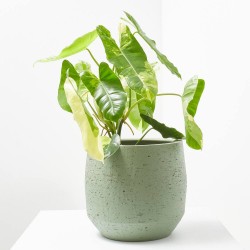 PHILODENDRON ILSEMANII M-17