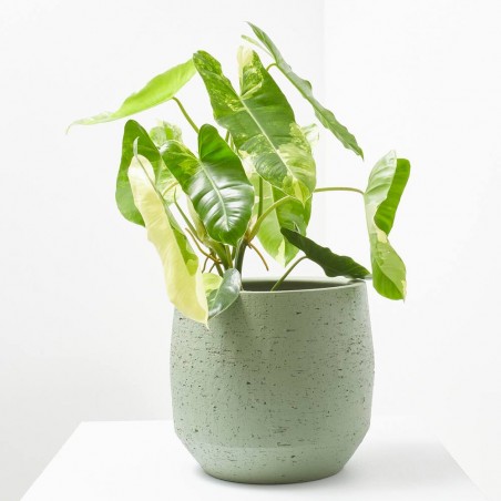 PHILODENDRON ILSEMANII M-17
