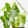 PHILODENDRON ILSEMANII M-17