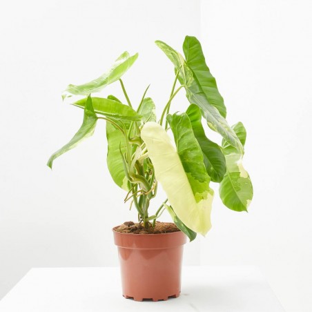 PHILODENDRON ILSEMANII M-17