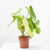 PHILODENDRON ILSEMANII M-17