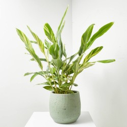 ALPINIA VARIEGATA 5L