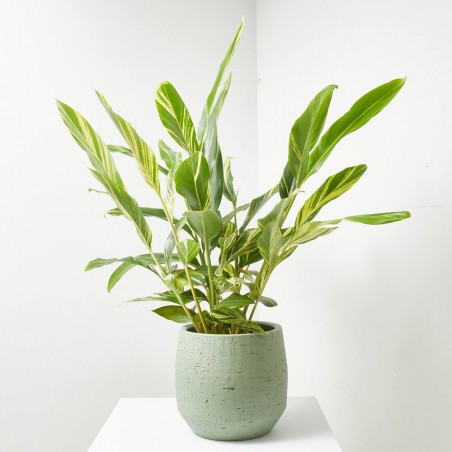 ALPINIA VARIEGATA 5L