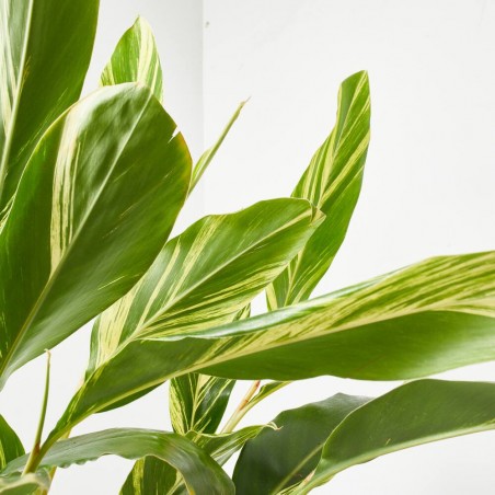 ALPINIA VARIEGATA 5L