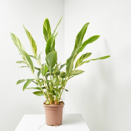 ALPINIA VARIEGATA 5L