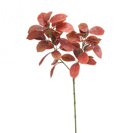 FICUS ROJO 70CM