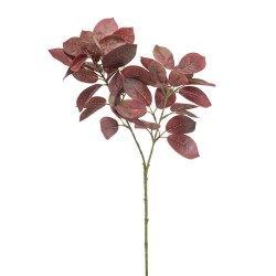 FICUS BORGOÑA 70CM
