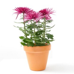 CRISANTEMO ZEMBLA MACETA 12CM