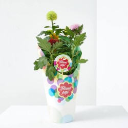 CRISANTEMO FLOWERPOPS MACETA 14CM