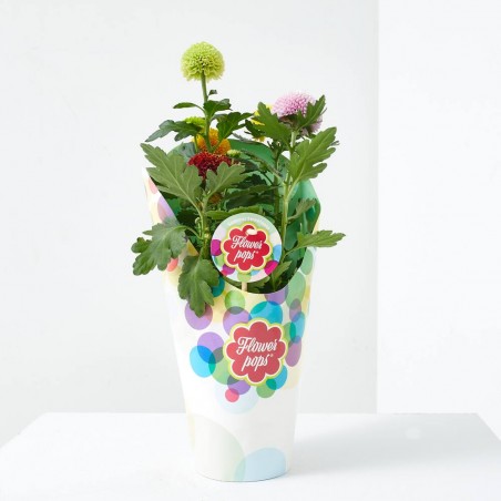 CRISANTEMO FLOWERPOPS MACETA 14CM