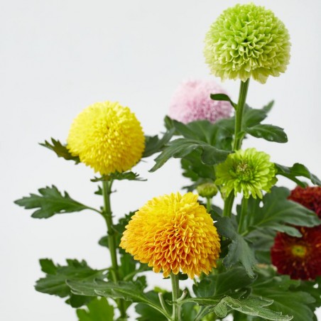 CRISANTEMO FLOWERPOPS MACETA 14CM