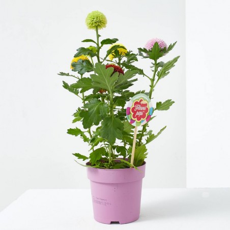 CRISANTEMO FLOWERPOPS MACETA 14CM