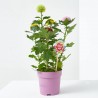 CRISANTEMO FLOWERPOPS MACETA 14CM