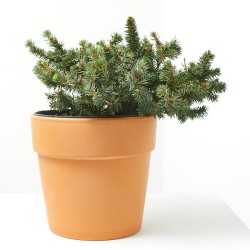 PICEA MARIOCA MACHALA 5L