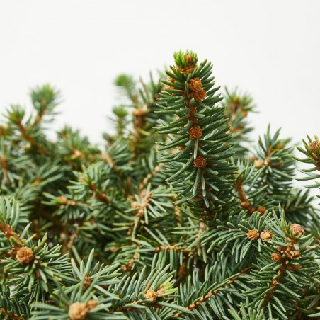 PICEA MARIOCA MACHALA 5L