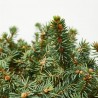 PICEA MARIOCA MACHALA 5L