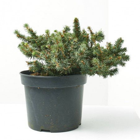 PICEA MARIOCA MACHALA 5L
