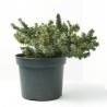 PICEA MARIOCA MACHALA 5L