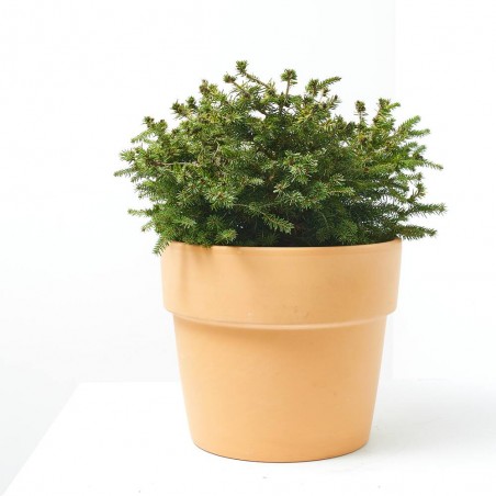 PICEA ABIES NIDIFORMIS MACETA 5L