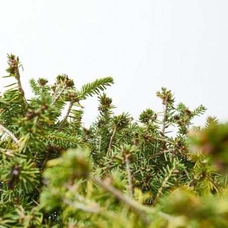 PICEA ABIES NIDIFORMIS MACETA 5L