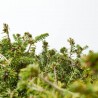 PICEA ABIES NIDIFORMIS MACETA 5L