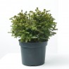 PICEA ABIES NIDIFORMIS MACETA 5L